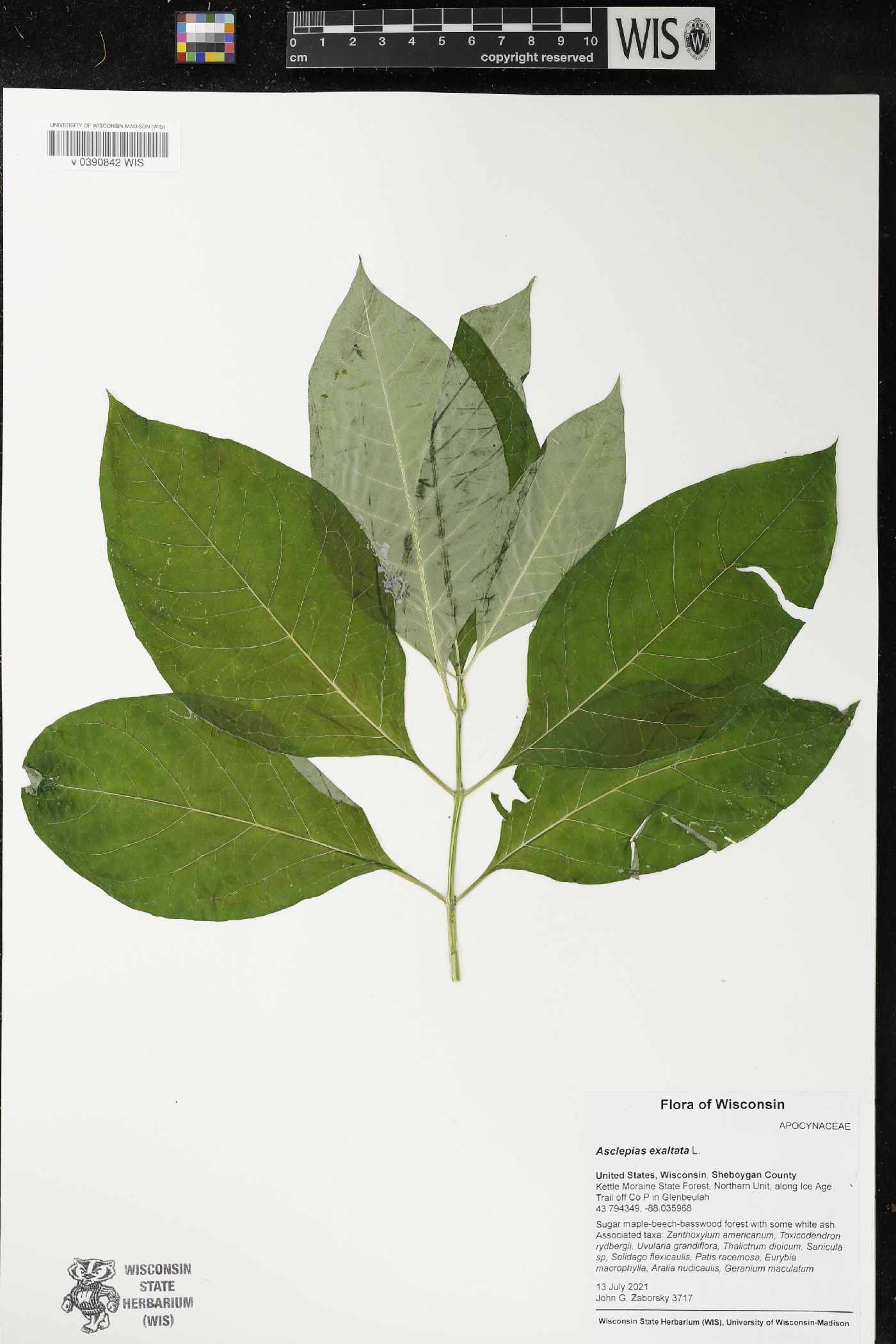 Asclepias exaltata image