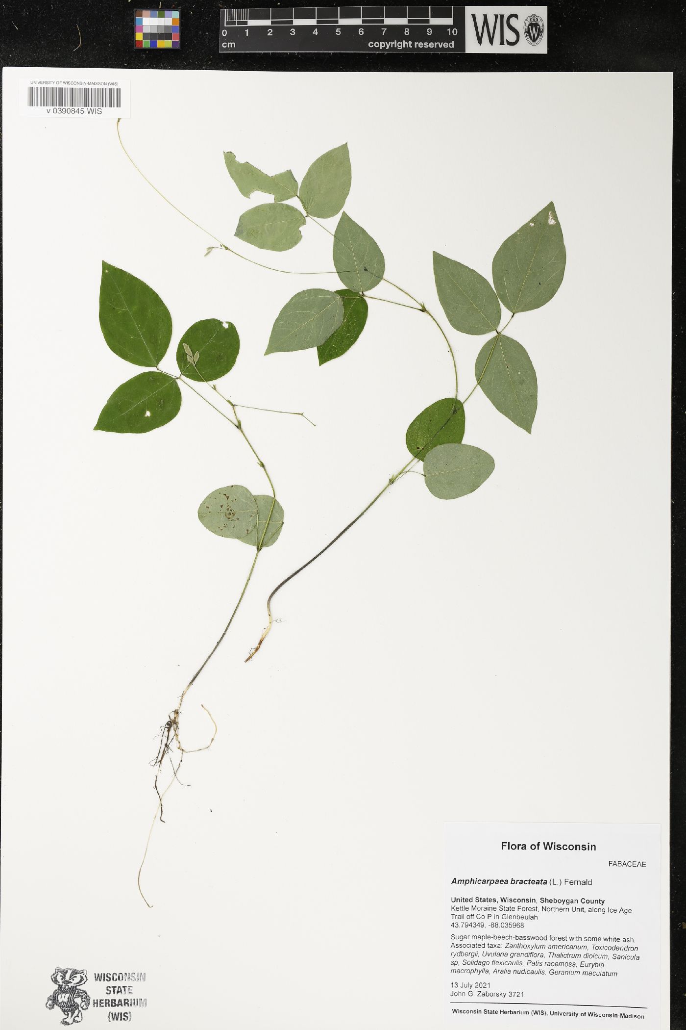 Amphicarpaea bracteata image