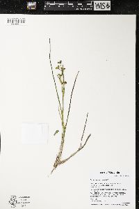 Scheuchzeria palustris image