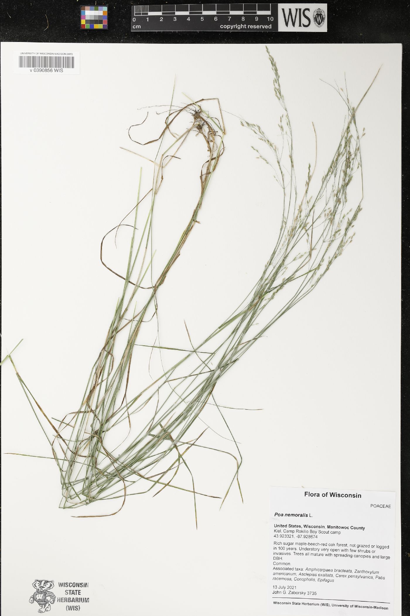 Poa nemoralis image
