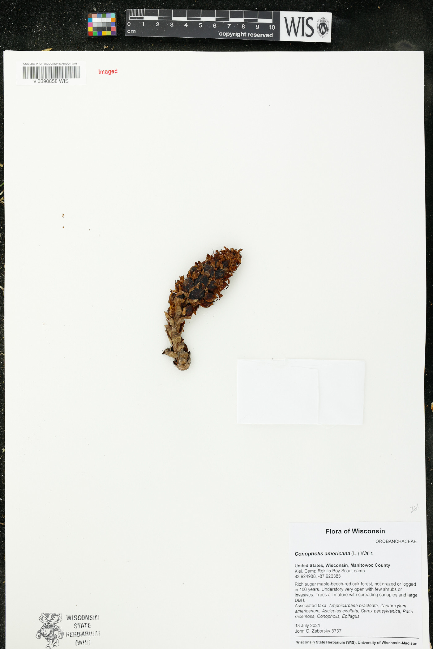 Conopholis americana image