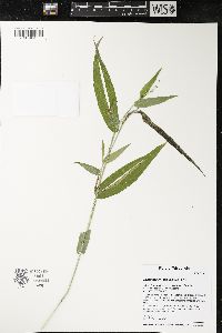 Dichanthelium latifolium image