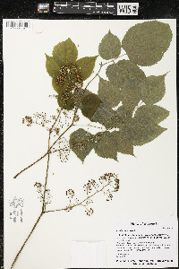 Aralia racemosa image