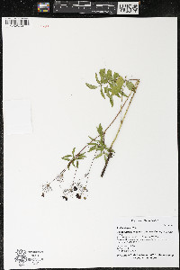 Aralia hispida image