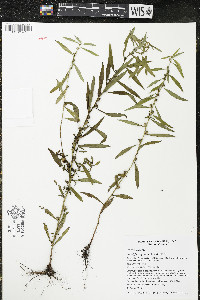 Ludwigia polycarpa image