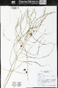 Asparagus officinalis image