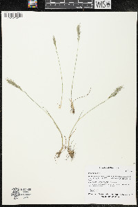 Poa bulbosa image