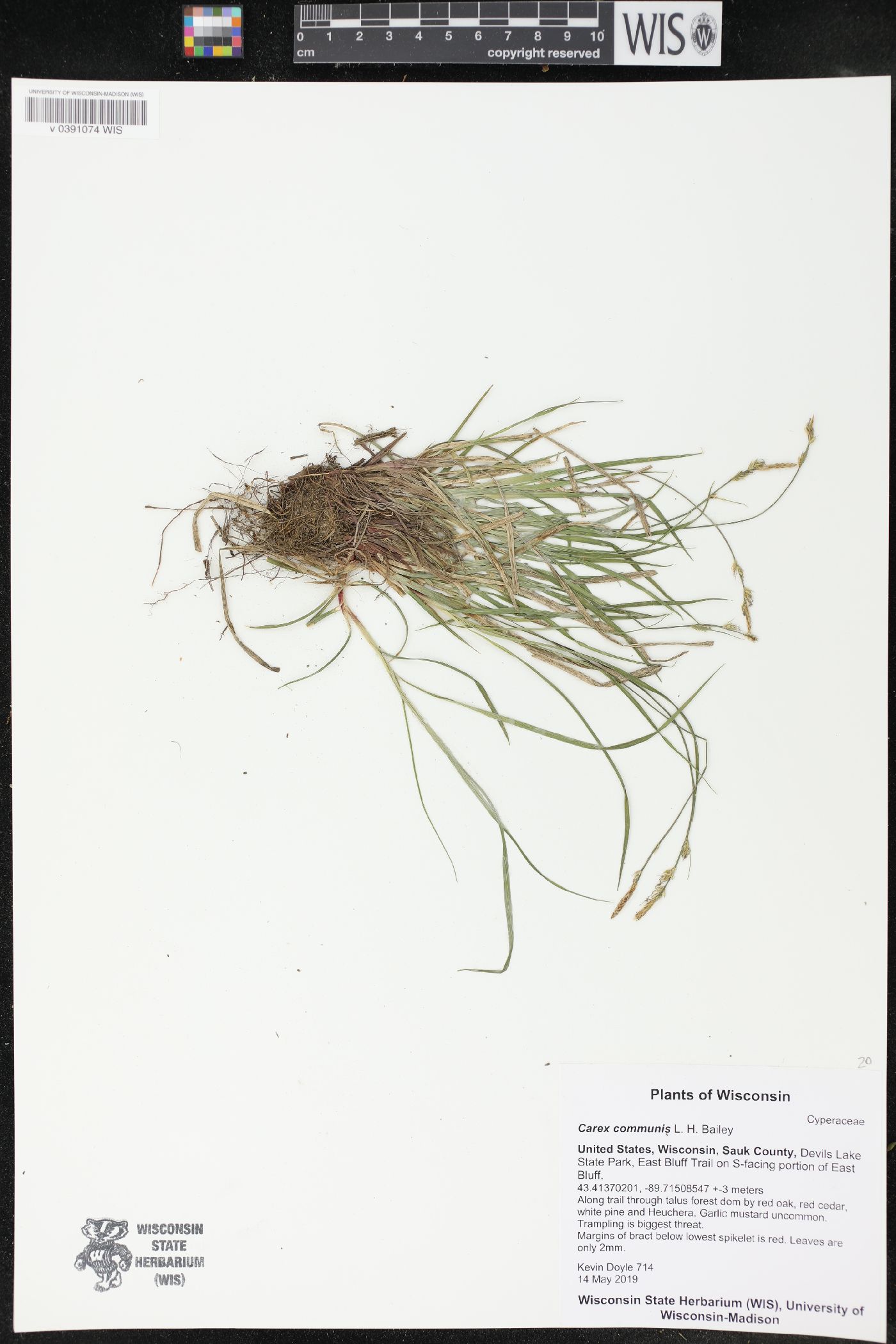 Carex communis image