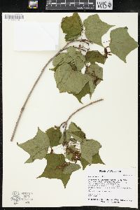 Acer nigrum image