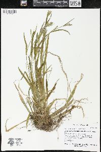 Carex leptonervia image