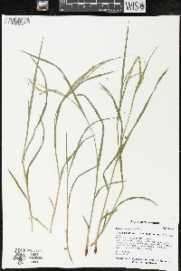 Carex prasina image
