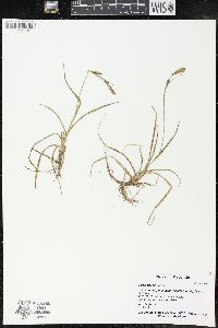 Carex meadii image