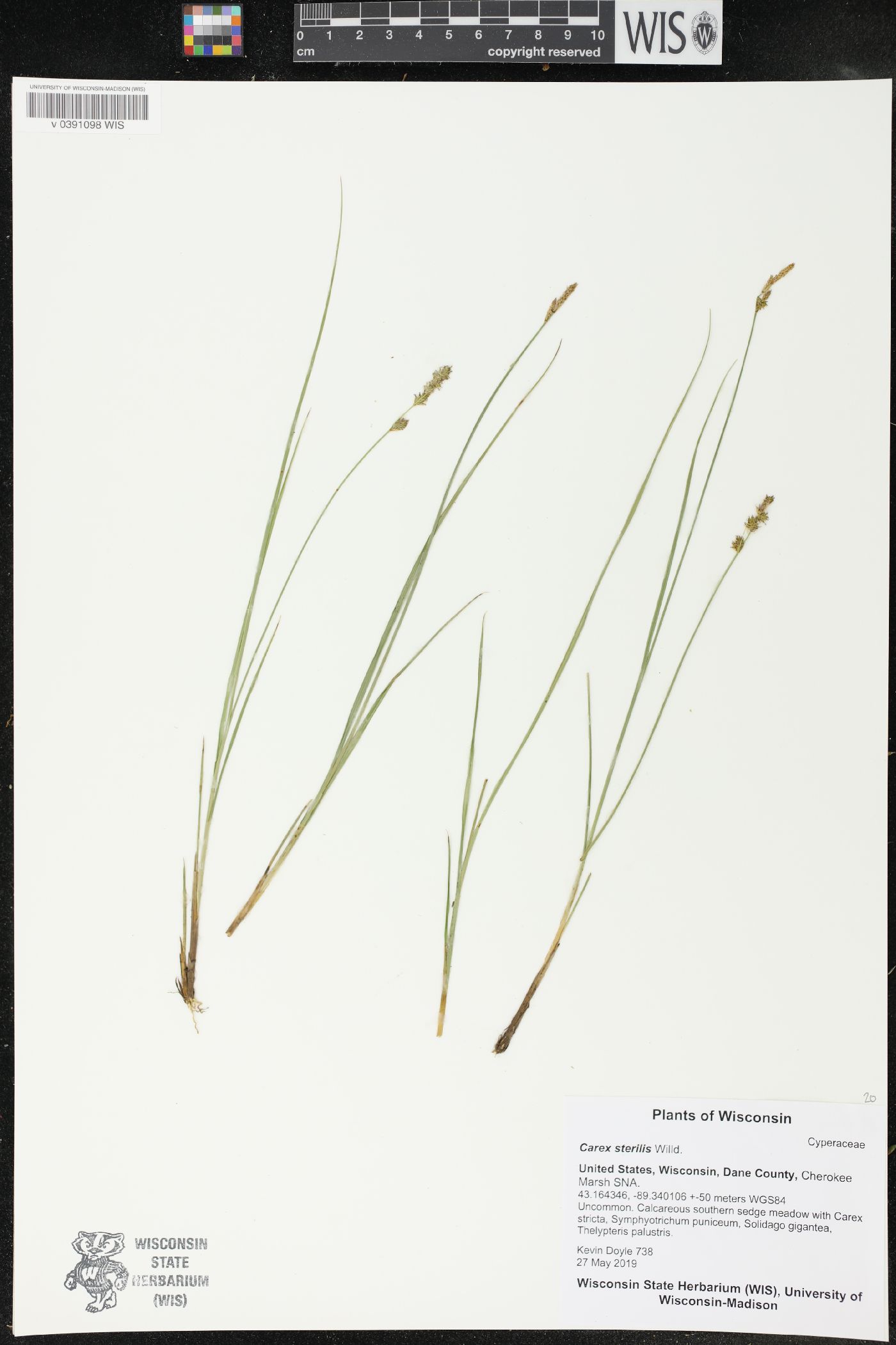 Carex sterilis image