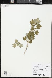 Ribes hirtellum image