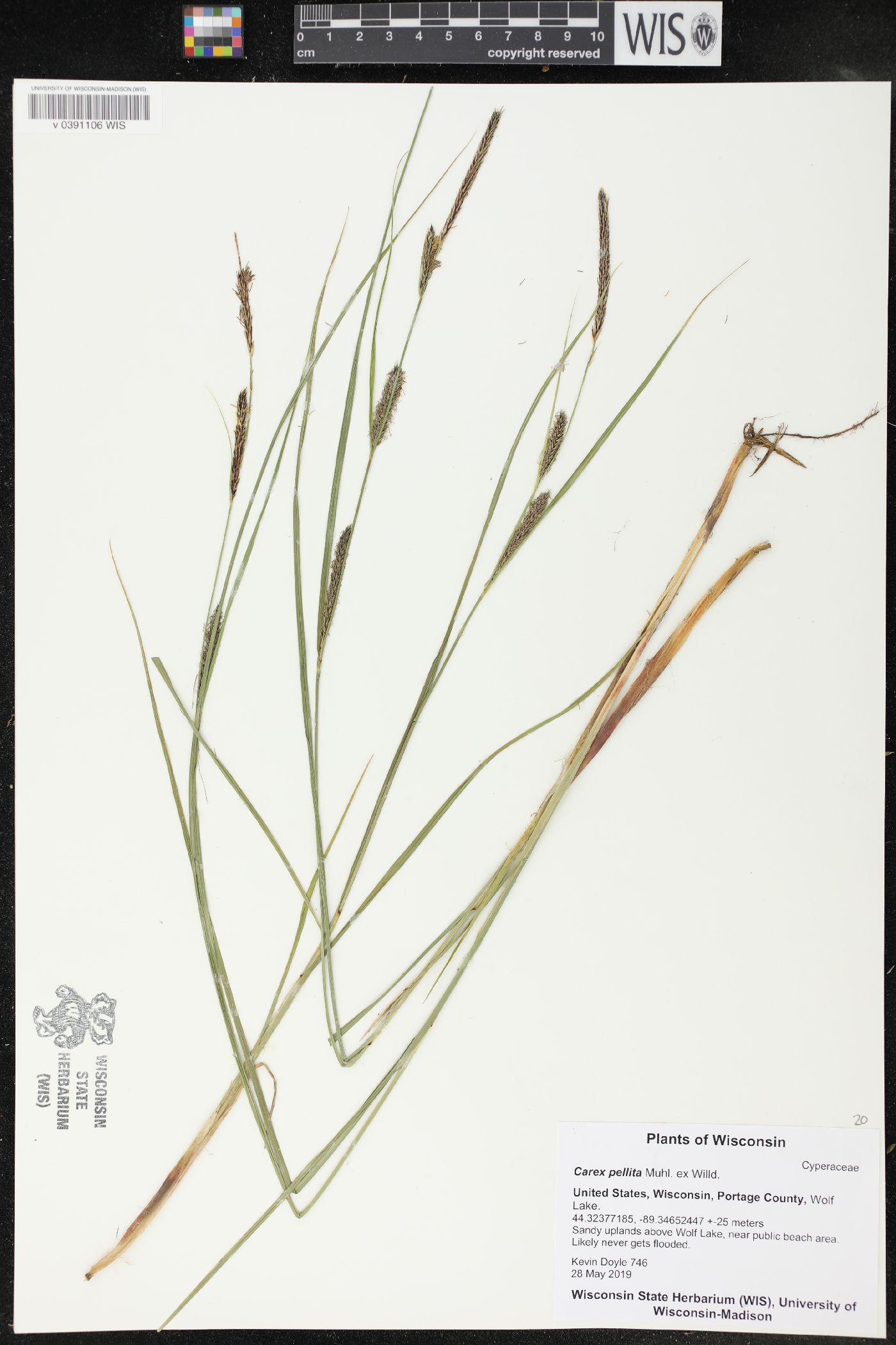 Carex pellita image