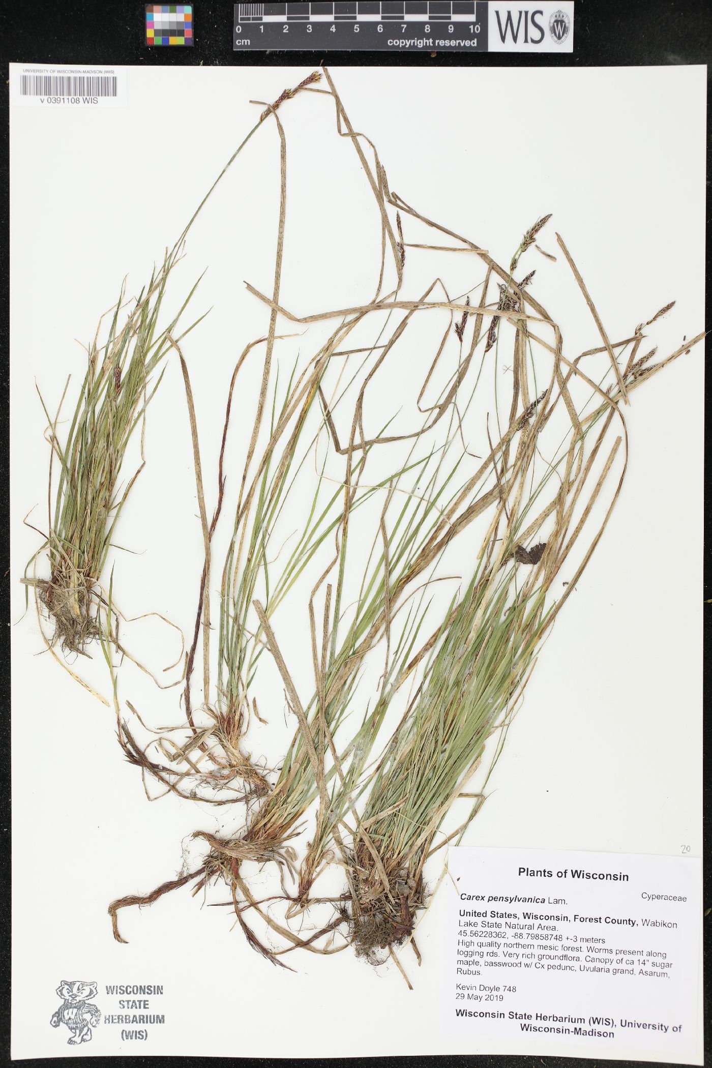 Carex pensylvanica image
