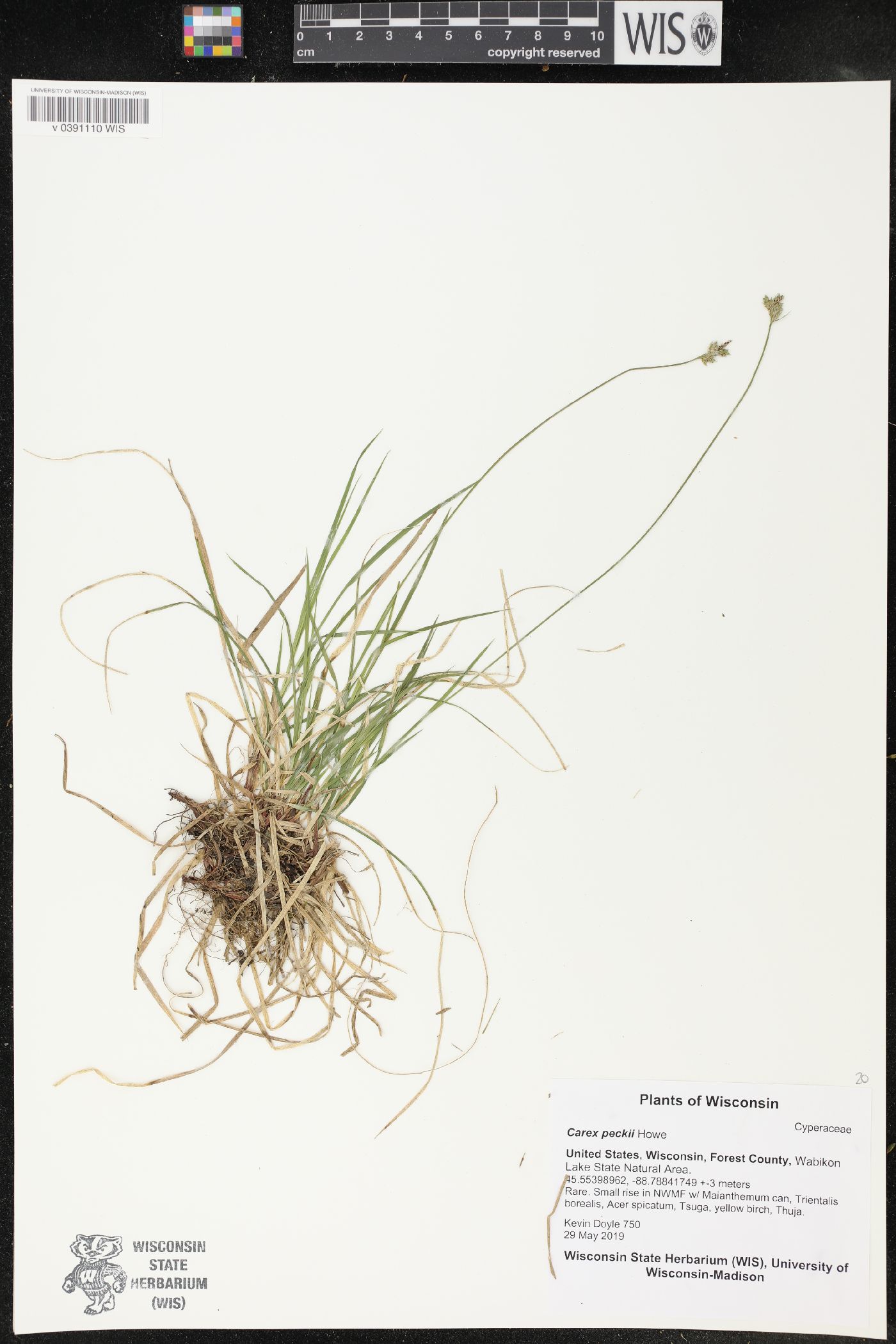 Carex peckii image