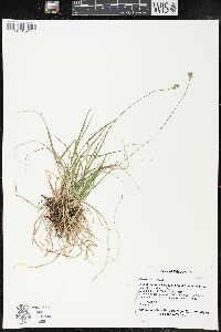 Carex peckii image