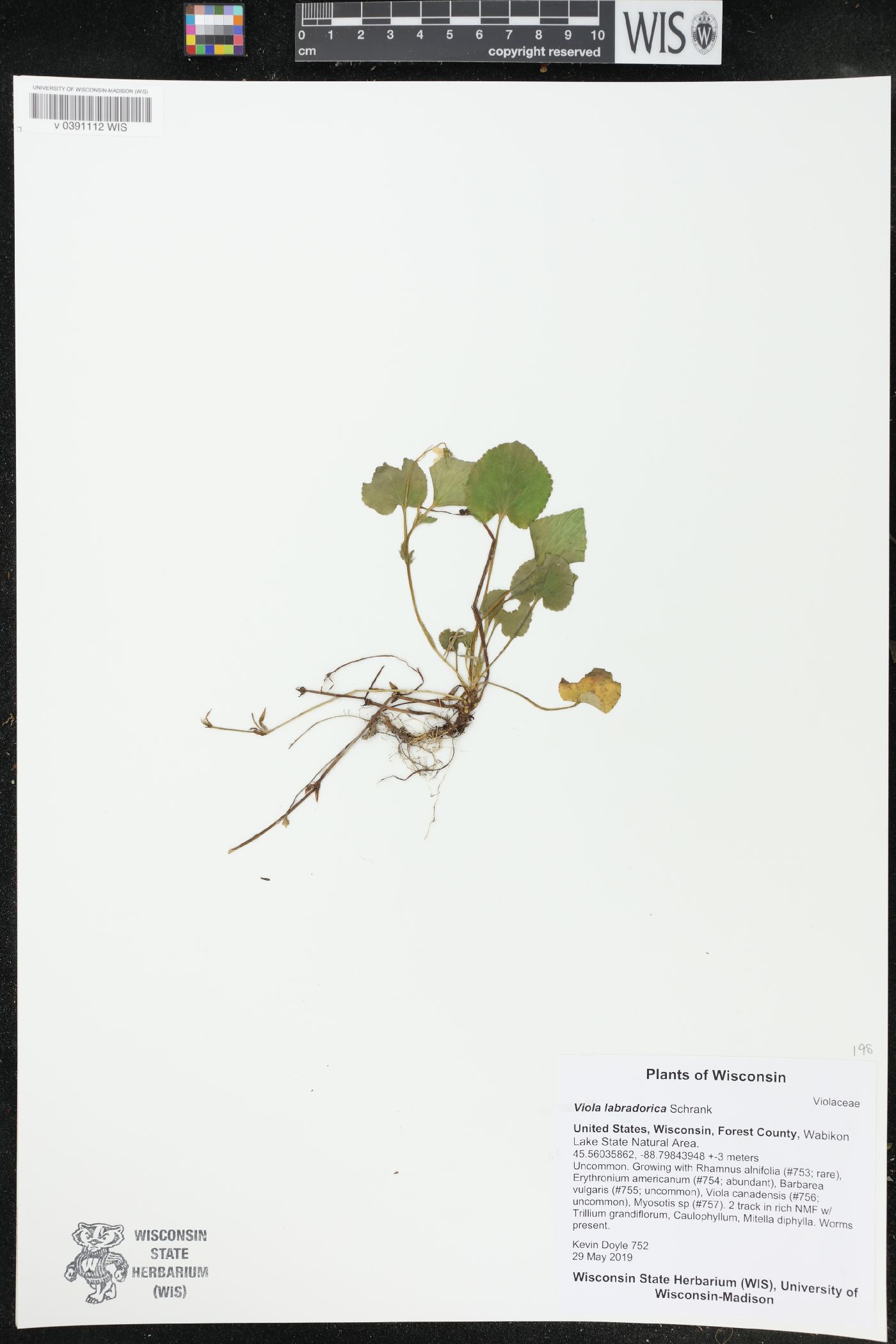 Viola labradorica image