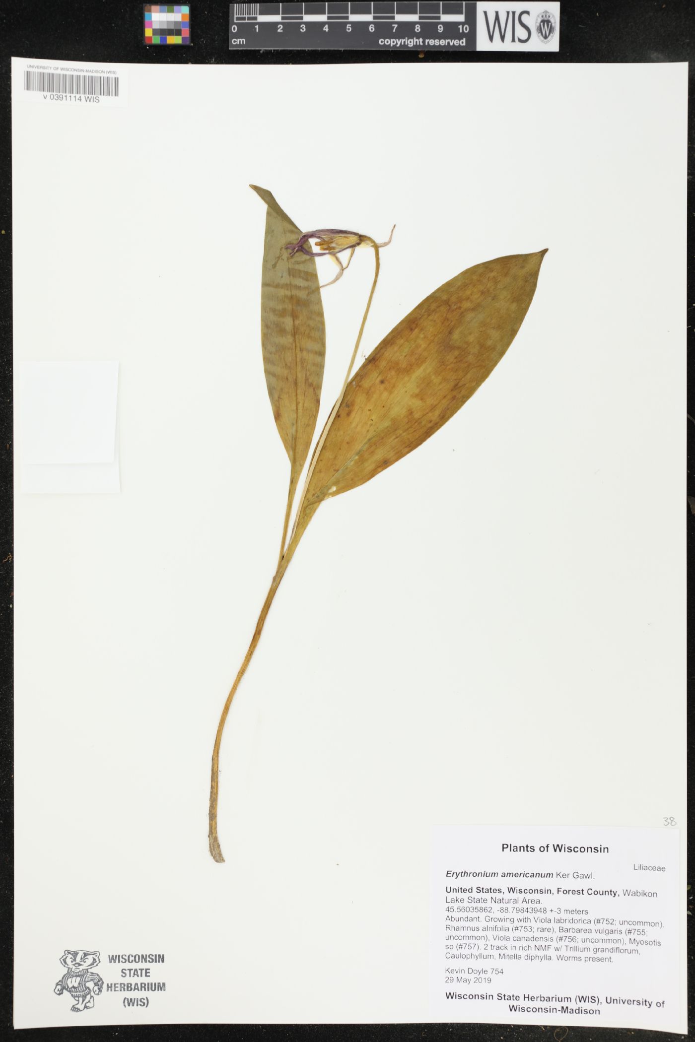 Erythronium americanum image