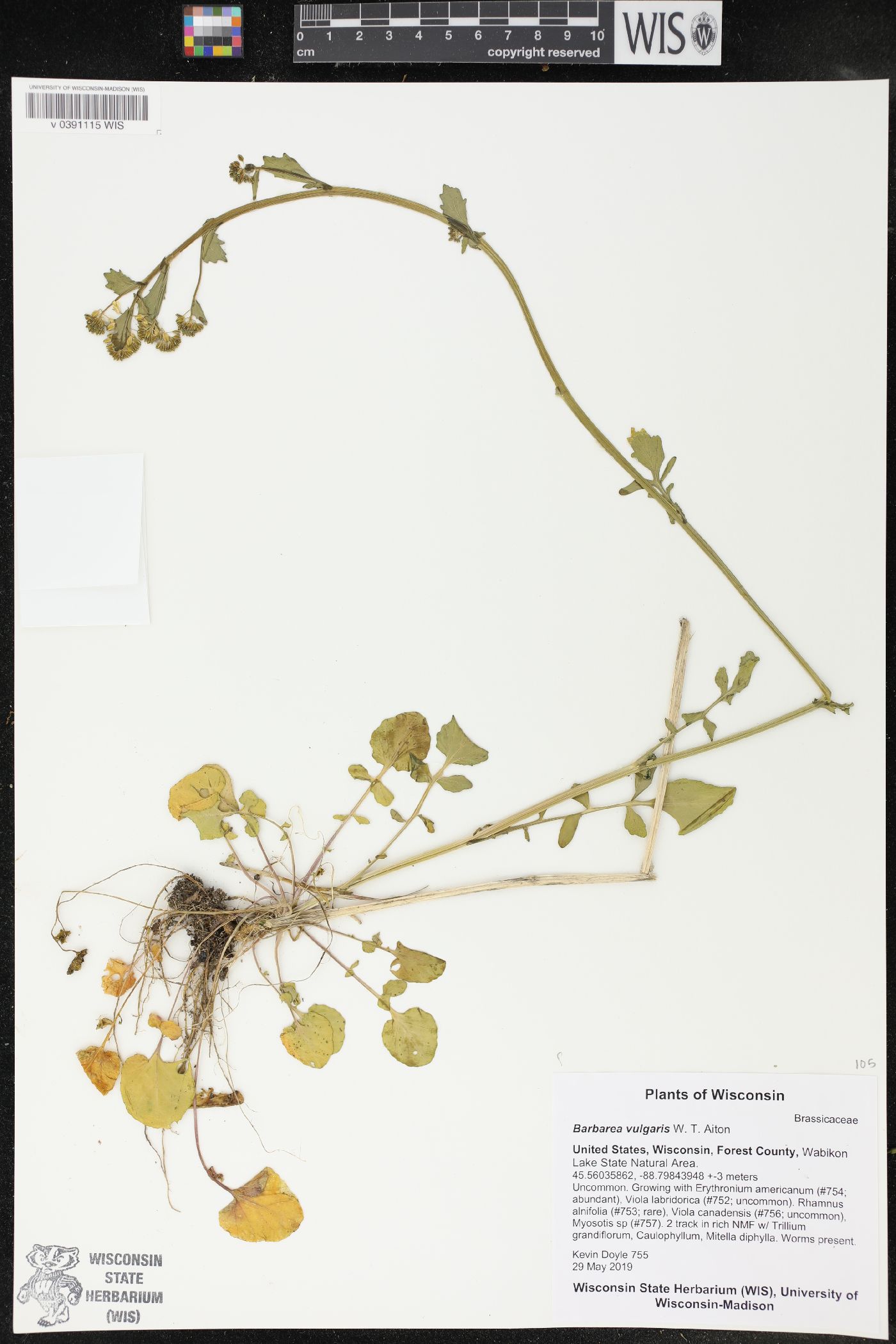 Barbarea vulgaris image
