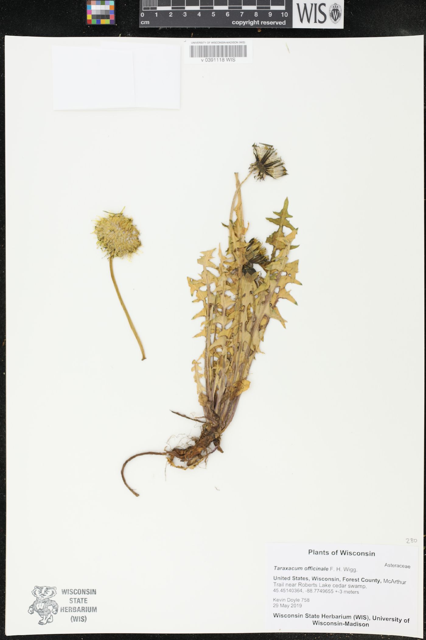 Taraxacum officinale image