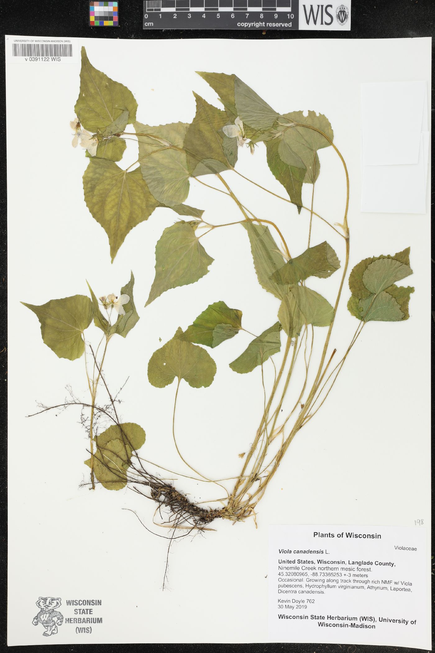 Viola canadensis image