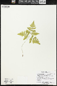 Gymnocarpium dryopteris image