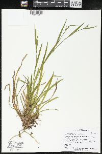 Carex leptonervia image