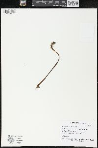Corallorhiza trifida image