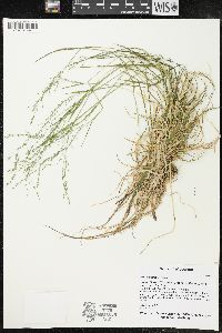 Poa alsodes image