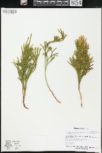 Dendrolycopodium hickeyi image