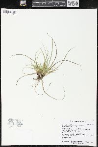 Carex tonsa image