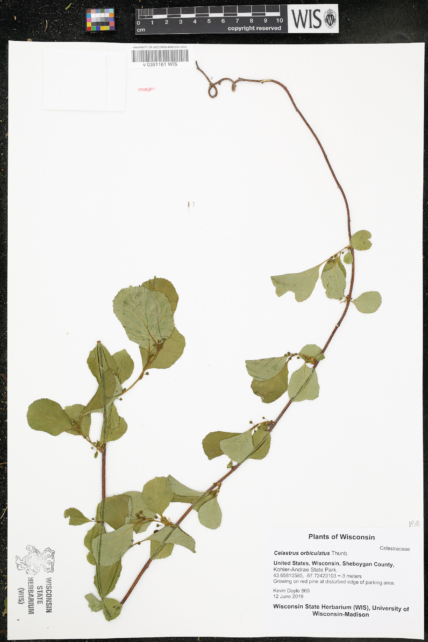 Celastrus orbiculatus image