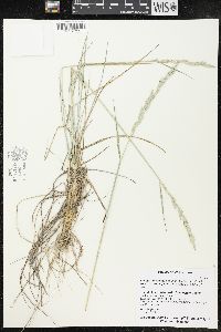 Elymus lanceolatus subsp. psammophilus image