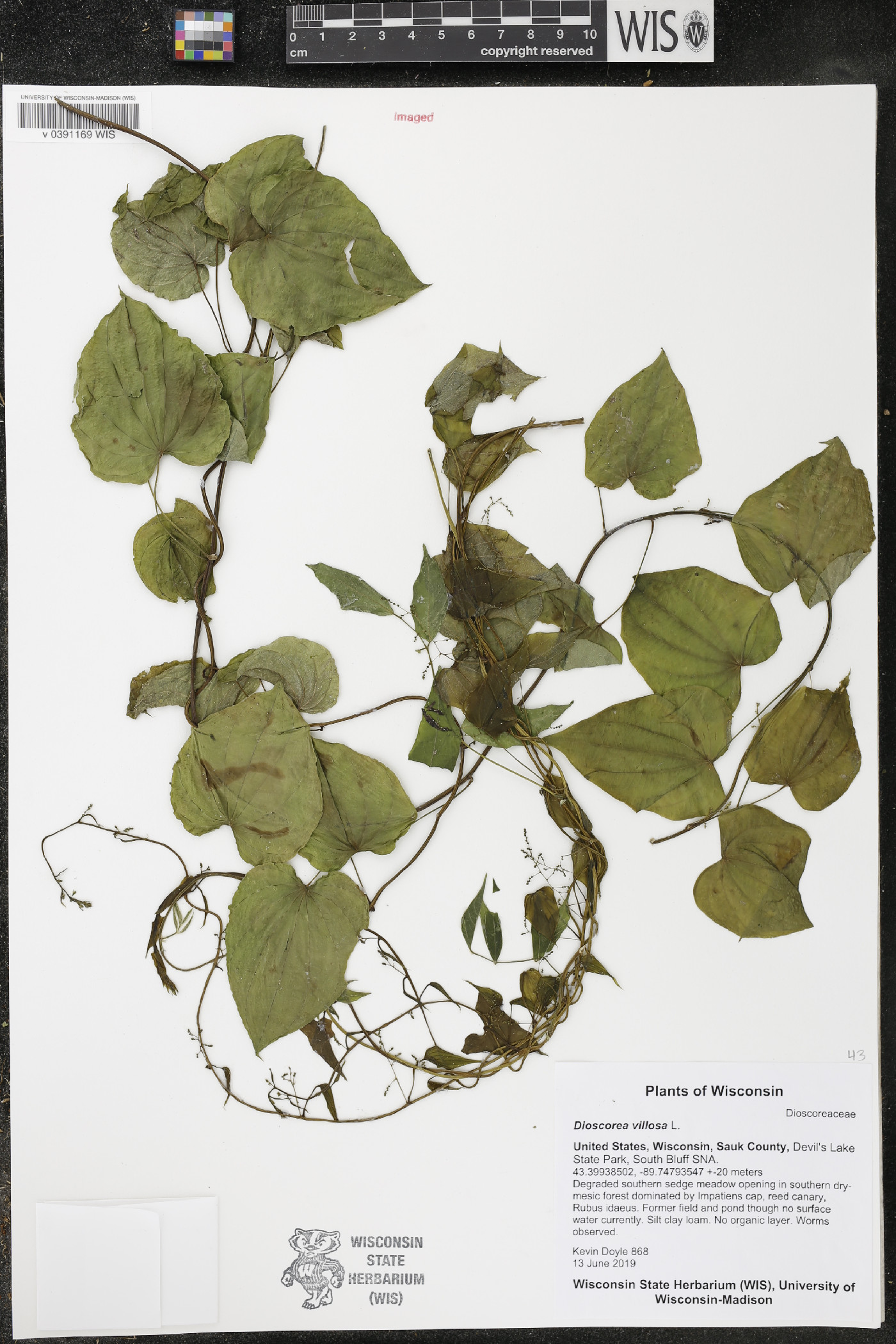 Dioscorea villosa image