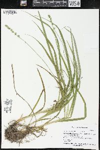 Carex sparganioides image