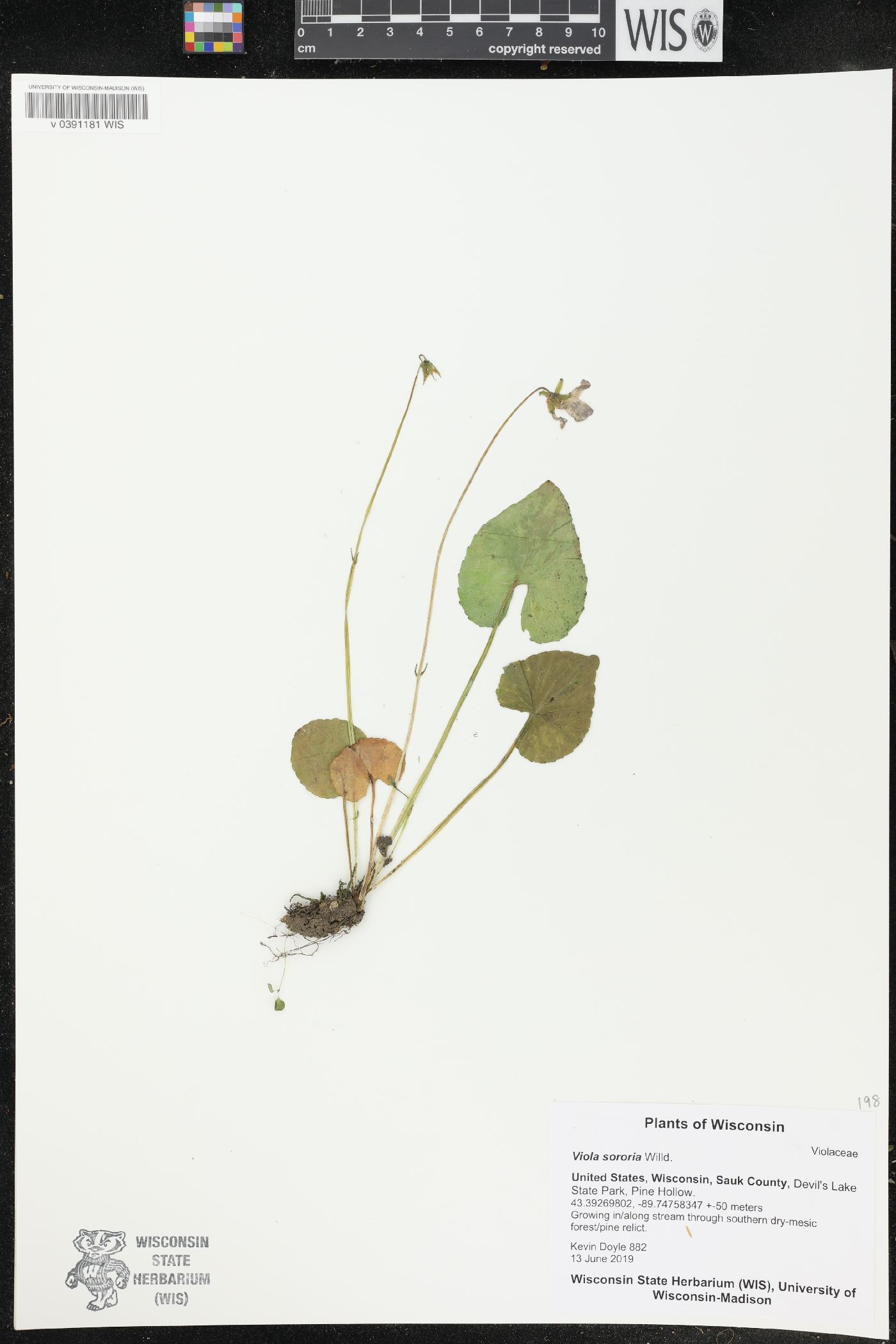 Viola sororia image