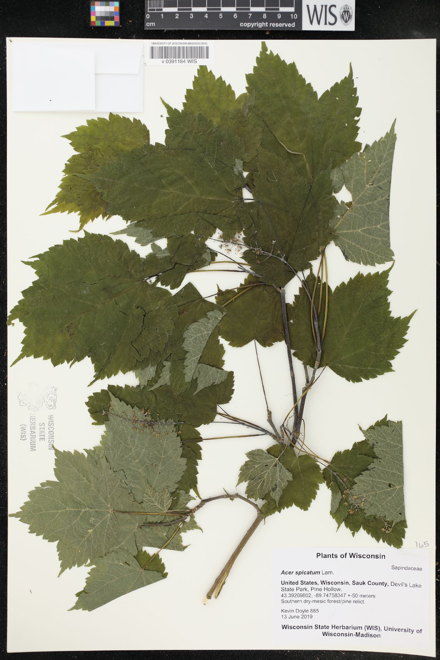 Acer spicatum image