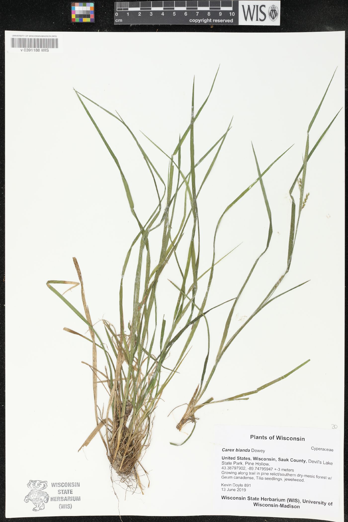 Carex blanda image