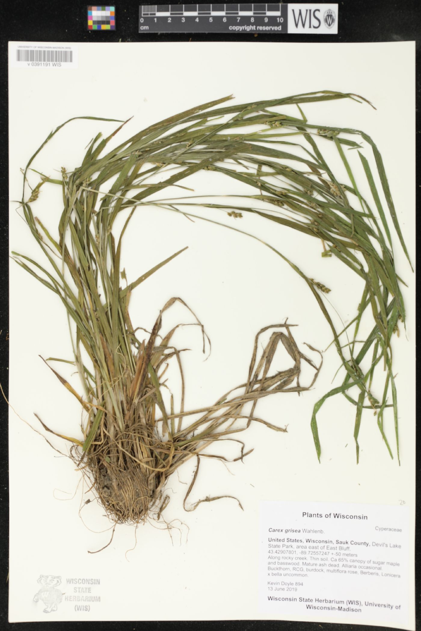 Carex grisea image