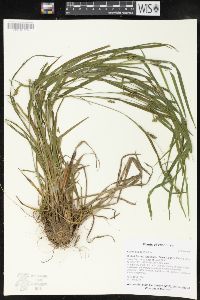 Carex grisea image