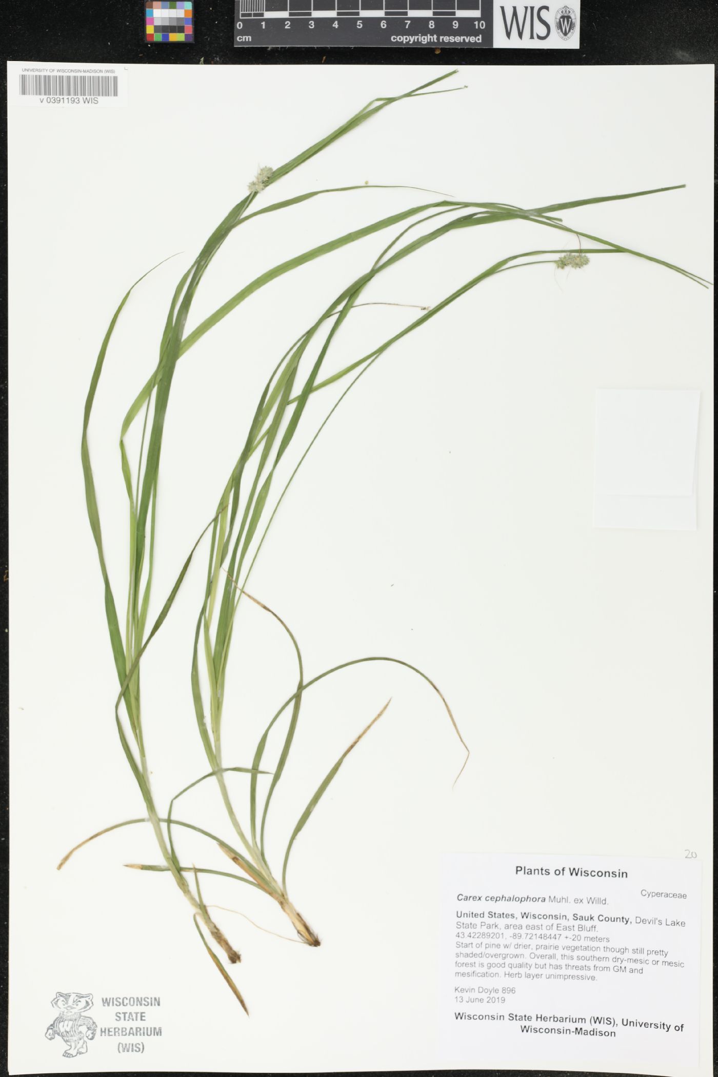 Carex cephalophora image