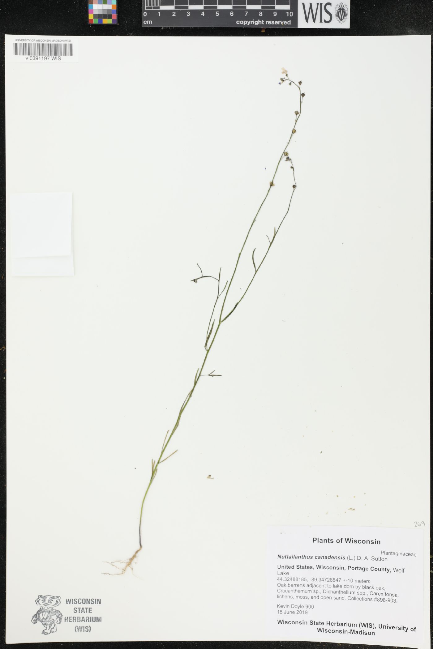 Nuttallanthus canadensis image