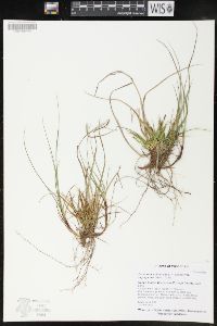 Carex tonsa var. rugosperma image