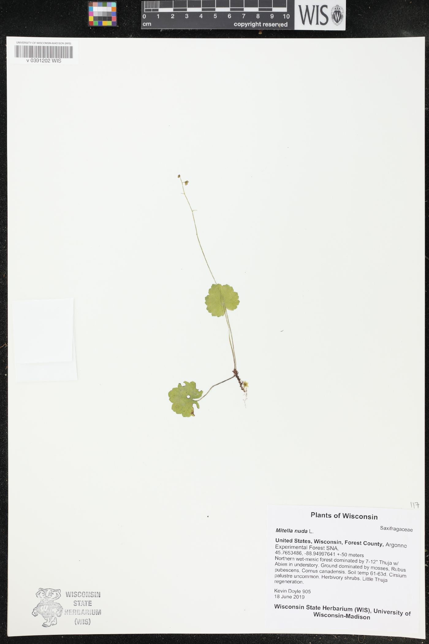 Mitella nuda image