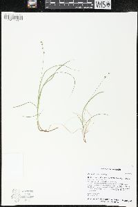 Carex disperma image