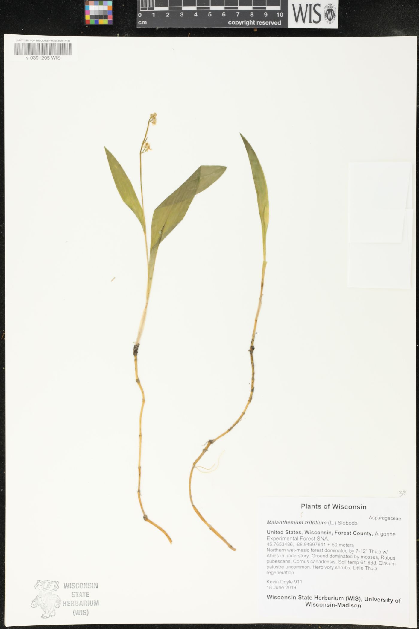 Maianthemum trifolium image