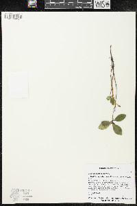 Gaultheria procumbens image