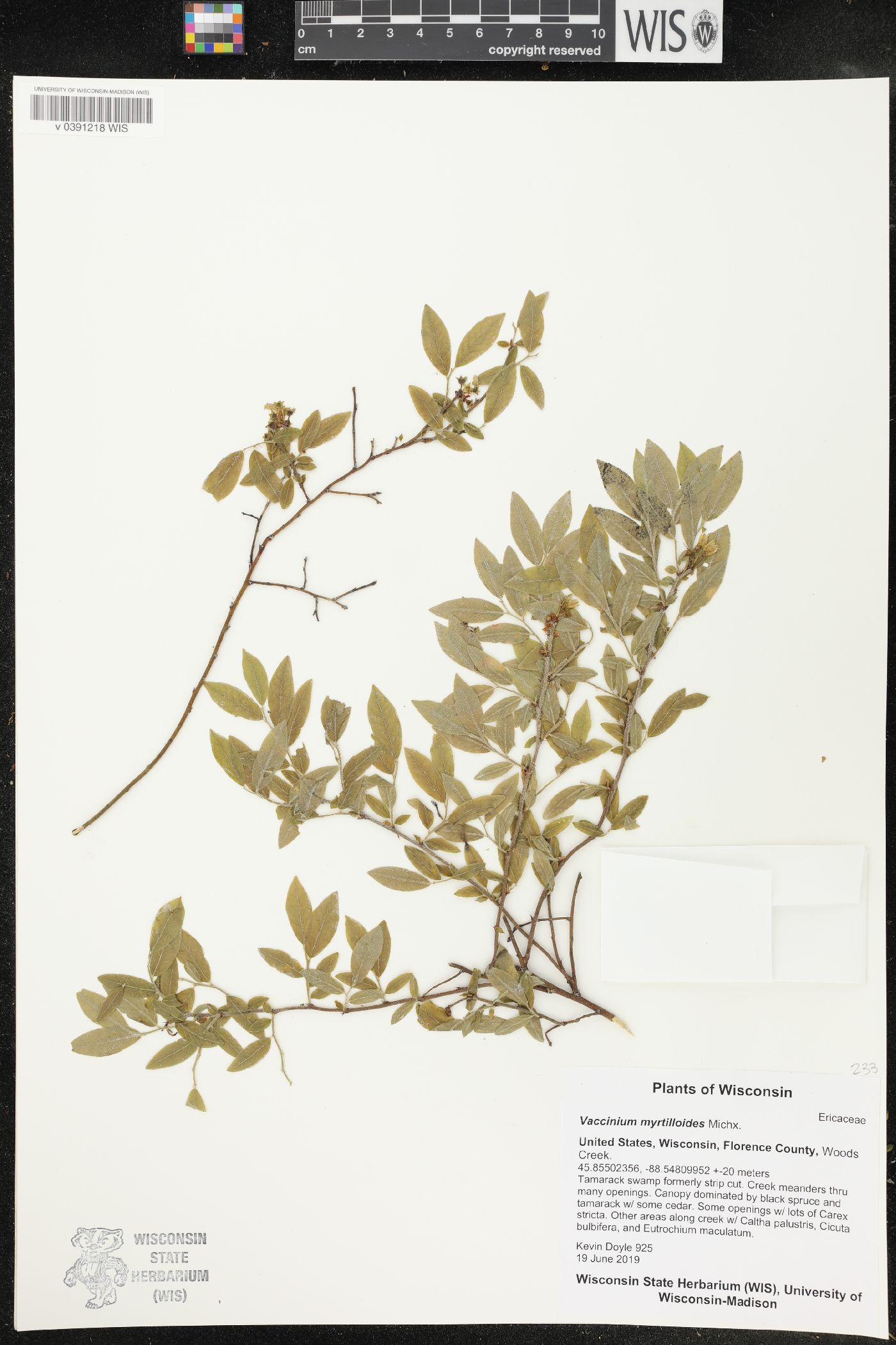 Vaccinium myrtilloides image